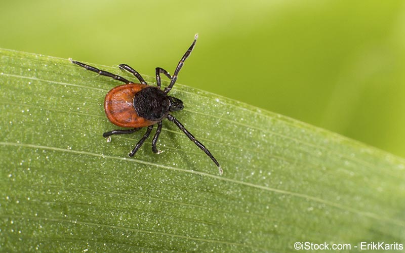 Borreliose Borreliose