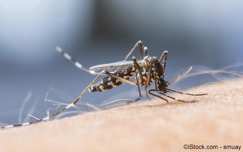 Malaria Malaria